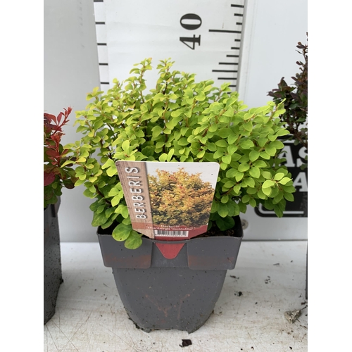 35 - THREE ASSORTED BERBERIS THUNBERGII IN 2 LTR POTS PLUS VAT APPROX 30CM- 50CM IN HEIGHT TO BE SOLD FOR... 