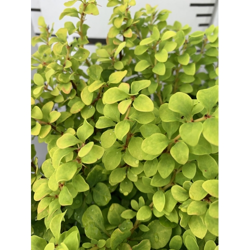 35 - THREE ASSORTED BERBERIS THUNBERGII IN 2 LTR POTS PLUS VAT APPROX 30CM- 50CM IN HEIGHT TO BE SOLD FOR... 