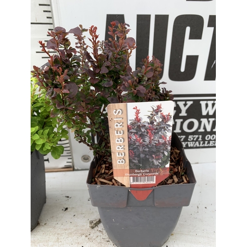 35 - THREE ASSORTED BERBERIS THUNBERGII IN 2 LTR POTS PLUS VAT APPROX 30CM- 50CM IN HEIGHT TO BE SOLD FOR... 