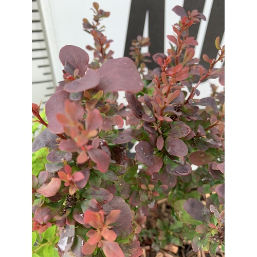 35 - THREE ASSORTED BERBERIS THUNBERGII IN 2 LTR POTS PLUS VAT APPROX 30CM- 50CM IN HEIGHT TO BE SOLD FOR... 