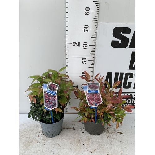 36 - TWO LEUCOTHOE 'DARK DIAMOND' AND 'ZEBLID' IN 2 LTR POTS 50CM TALL PLUS VAT TO BE SOLD FOR THE TWO