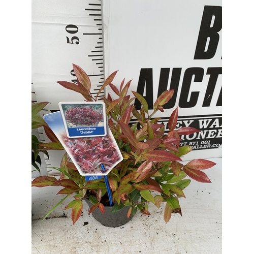 36 - TWO LEUCOTHOE 'DARK DIAMOND' AND 'ZEBLID' IN 2 LTR POTS 50CM TALL PLUS VAT TO BE SOLD FOR THE TWO