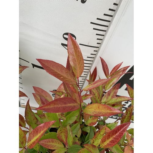 36 - TWO LEUCOTHOE 'DARK DIAMOND' AND 'ZEBLID' IN 2 LTR POTS 50CM TALL PLUS VAT TO BE SOLD FOR THE TWO