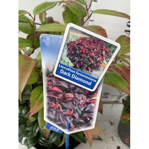 36 - TWO LEUCOTHOE 'DARK DIAMOND' AND 'ZEBLID' IN 2 LTR POTS 50CM TALL PLUS VAT TO BE SOLD FOR THE TWO