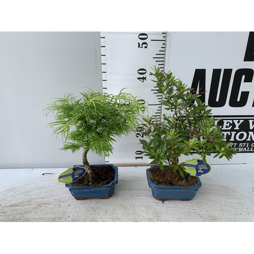 37 - TWO BONSAI TREES IN CERAMIC POTS APPROX HEIGHT 30CM-40CM PLUS VAT TO BE SOLD FOR THE TWO