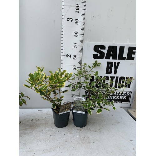 38 - TWO ILEX AQUIFOLIUM HOLLY IN 2 LTR POTS APPROX 60CM IN HEIGHT PLUS VAT TO BE SOLD FOR THE TWO