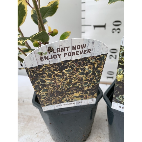 38 - TWO ILEX AQUIFOLIUM HOLLY IN 2 LTR POTS APPROX 60CM IN HEIGHT PLUS VAT TO BE SOLD FOR THE TWO