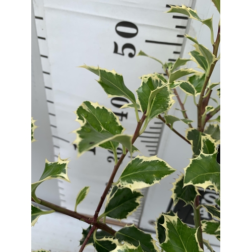 38 - TWO ILEX AQUIFOLIUM HOLLY IN 2 LTR POTS APPROX 60CM IN HEIGHT PLUS VAT TO BE SOLD FOR THE TWO