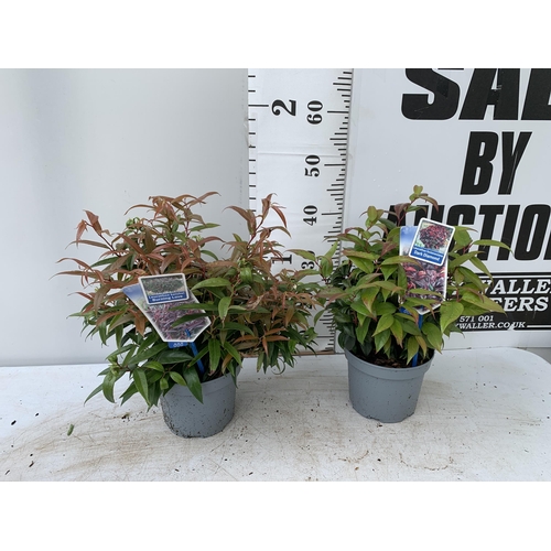 39 - TWO LEUCOTHOE 'DARK DIAMOND' AND 'BURNING LOVE' IN 2 LTR POTS 50CM TALL PLUS VAT TO BE SOLD FOR THE ... 