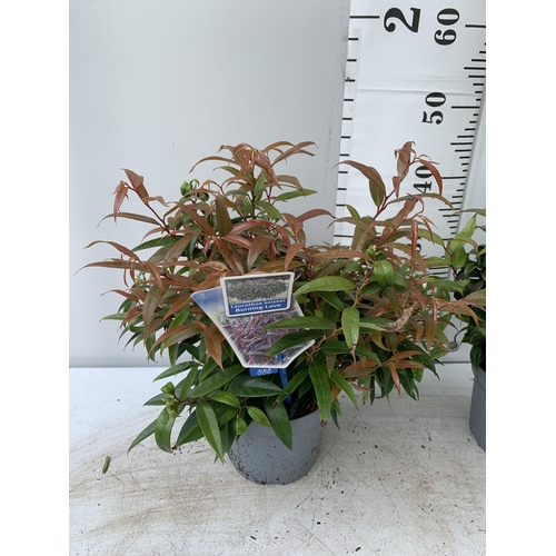 39 - TWO LEUCOTHOE 'DARK DIAMOND' AND 'BURNING LOVE' IN 2 LTR POTS 50CM TALL PLUS VAT TO BE SOLD FOR THE ... 