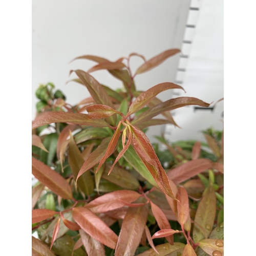 39 - TWO LEUCOTHOE 'DARK DIAMOND' AND 'BURNING LOVE' IN 2 LTR POTS 50CM TALL PLUS VAT TO BE SOLD FOR THE ... 