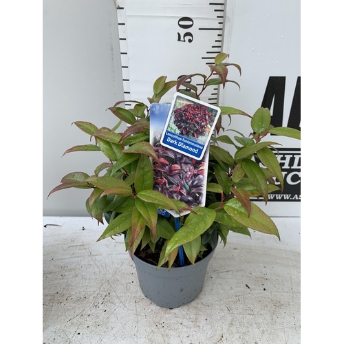 39 - TWO LEUCOTHOE 'DARK DIAMOND' AND 'BURNING LOVE' IN 2 LTR POTS 50CM TALL PLUS VAT TO BE SOLD FOR THE ... 