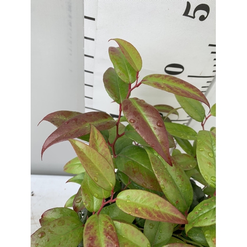 39 - TWO LEUCOTHOE 'DARK DIAMOND' AND 'BURNING LOVE' IN 2 LTR POTS 50CM TALL PLUS VAT TO BE SOLD FOR THE ... 