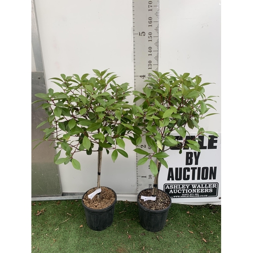 4 - A PAIR OF STANDARD PHOTINIA FRASERI RED ROBIN TREES 130CM TALL IN A 10 LTR POT TO BE SOLD FOR THE PA... 