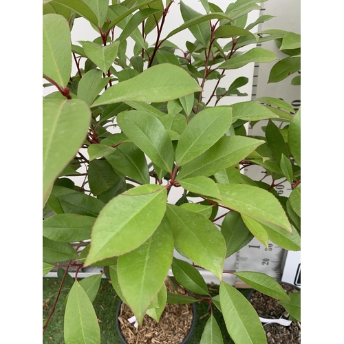 4 - A PAIR OF STANDARD PHOTINIA FRASERI RED ROBIN TREES 130CM TALL IN A 10 LTR POT TO BE SOLD FOR THE PA... 