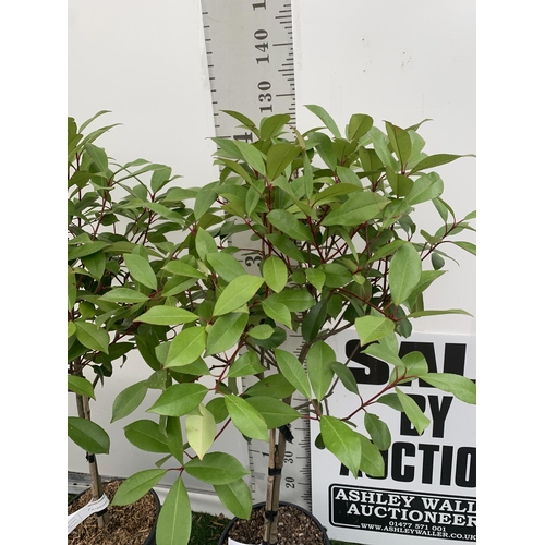 4 - A PAIR OF STANDARD PHOTINIA FRASERI RED ROBIN TREES 130CM TALL IN A 10 LTR POT TO BE SOLD FOR THE PA... 