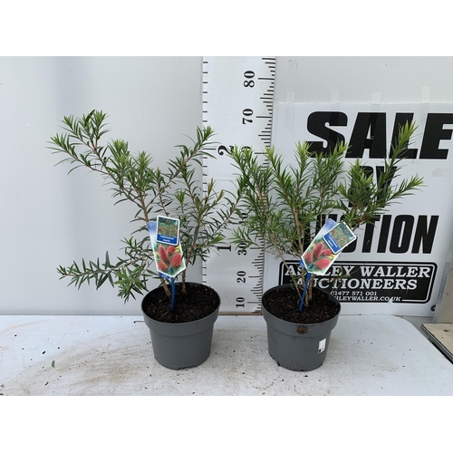 40 - TWO CALLISTEMON LAEVIS IN 2 LTR POTS 70CM IN HEIGHT PLUS VAT TO BE SOLD FOR THE TWO