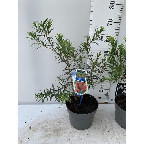 40 - TWO CALLISTEMON LAEVIS IN 2 LTR POTS 70CM IN HEIGHT PLUS VAT TO BE SOLD FOR THE TWO