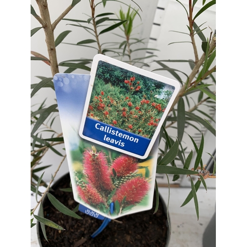 40 - TWO CALLISTEMON LAEVIS IN 2 LTR POTS 70CM IN HEIGHT PLUS VAT TO BE SOLD FOR THE TWO