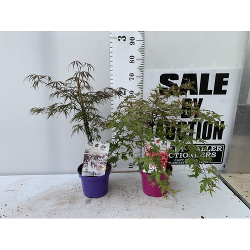 42 - TWO ACER PALMATUMIN 3 LTR POTS APPROX 70-80CM IN HEIGHT  PLUS VAT TO BE SOLD FOR THE TWO