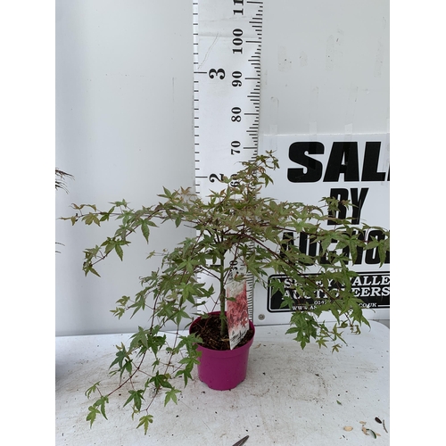 42 - TWO ACER PALMATUMIN 3 LTR POTS APPROX 70-80CM IN HEIGHT  PLUS VAT TO BE SOLD FOR THE TWO