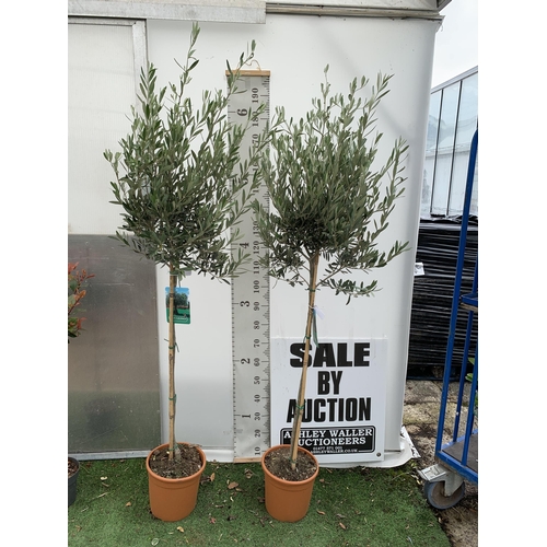 43 - TWO LARGE ITALIAN OLIVE STANDARD TREES OVER 2 METRES IN HEIGHT IN 9 LTR POTS NO VAT TO BE SOLD FOR T... 