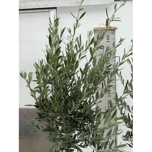 43 - TWO LARGE ITALIAN OLIVE STANDARD TREES OVER 2 METRES IN HEIGHT IN 9 LTR POTS NO VAT TO BE SOLD FOR T... 