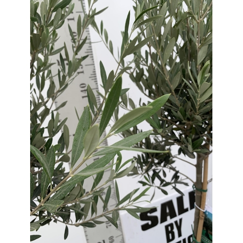 43 - TWO LARGE ITALIAN OLIVE STANDARD TREES OVER 2 METRES IN HEIGHT IN 9 LTR POTS NO VAT TO BE SOLD FOR T... 