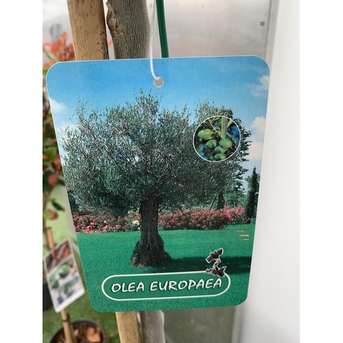 43 - TWO LARGE ITALIAN OLIVE STANDARD TREES OVER 2 METRES IN HEIGHT IN 9 LTR POTS NO VAT TO BE SOLD FOR T... 