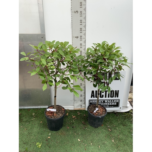 44 - A PAIR OF STANDARD PHOTINIA FRASERI RED ROBIN TREES 130CM TALL IN A 10 LTR POT TO BE SOLD FOR THE PA... 