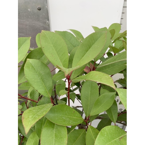 44 - A PAIR OF STANDARD PHOTINIA FRASERI RED ROBIN TREES 130CM TALL IN A 10 LTR POT TO BE SOLD FOR THE PA... 