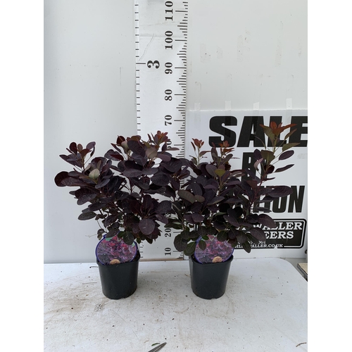 45 - TWO COTINUS COGGYGRIA ROYAL PURPLE SMOKE BUSH IN 3 LTR POTS APPROX 60-70CM IN HEIGHT PLUS VAT TO BE ... 