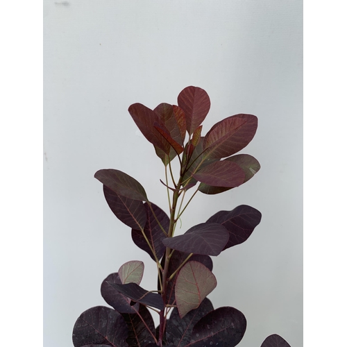 45 - TWO COTINUS COGGYGRIA ROYAL PURPLE SMOKE BUSH IN 3 LTR POTS APPROX 60-70CM IN HEIGHT PLUS VAT TO BE ... 