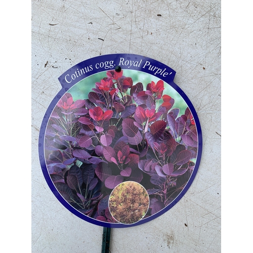 45 - TWO COTINUS COGGYGRIA ROYAL PURPLE SMOKE BUSH IN 3 LTR POTS APPROX 60-70CM IN HEIGHT PLUS VAT TO BE ... 