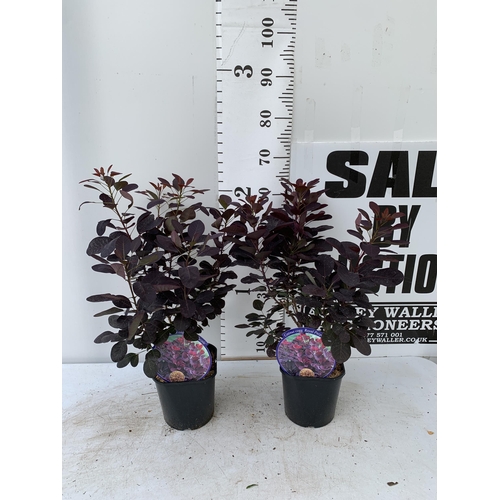 46 - TWO COTINUS COGGYGRIA ROYAL PURPLE SMOKE BUSH IN 3 LTR POTS APPROX 60-70CM IN HEIGHT PLUS VAT TO BE ... 