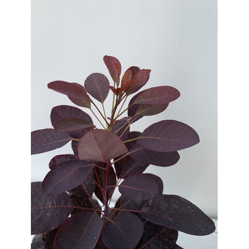 46 - TWO COTINUS COGGYGRIA ROYAL PURPLE SMOKE BUSH IN 3 LTR POTS APPROX 60-70CM IN HEIGHT PLUS VAT TO BE ... 