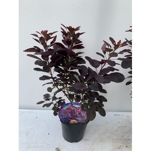 46 - TWO COTINUS COGGYGRIA ROYAL PURPLE SMOKE BUSH IN 3 LTR POTS APPROX 60-70CM IN HEIGHT PLUS VAT TO BE ... 