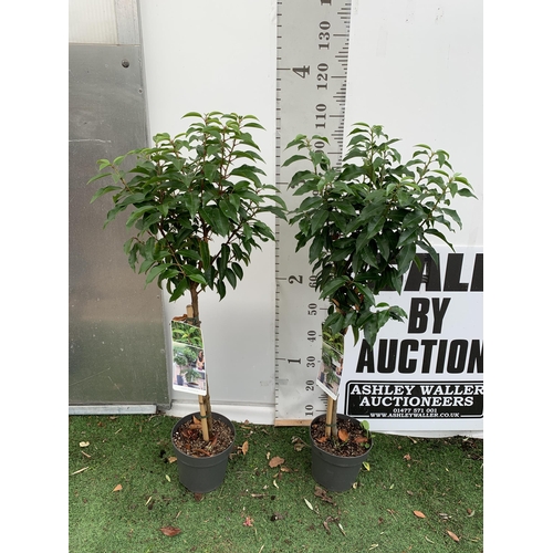 47 - TWO PRUNUS LUSITANICA 'AUGUSTFOLIA' STANDARD TREES APPROX 120CM IN HEIGHT IN 3 LTR POTS PLUS VAT TO ... 