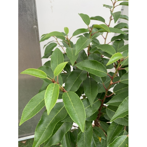 47 - TWO PRUNUS LUSITANICA 'AUGUSTFOLIA' STANDARD TREES APPROX 120CM IN HEIGHT IN 3 LTR POTS PLUS VAT TO ... 