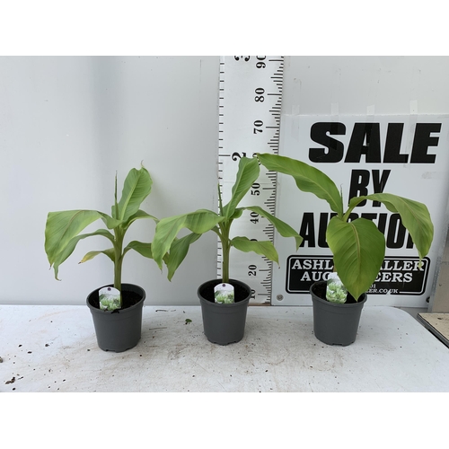 48 - THREE MUSA BASJOO BANANA PLANTS IN 2 LTR POTS 60CM TALL TO BE SOLD FOR THE THREE NO VAT