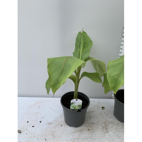 48 - THREE MUSA BASJOO BANANA PLANTS IN 2 LTR POTS 60CM TALL TO BE SOLD FOR THE THREE NO VAT