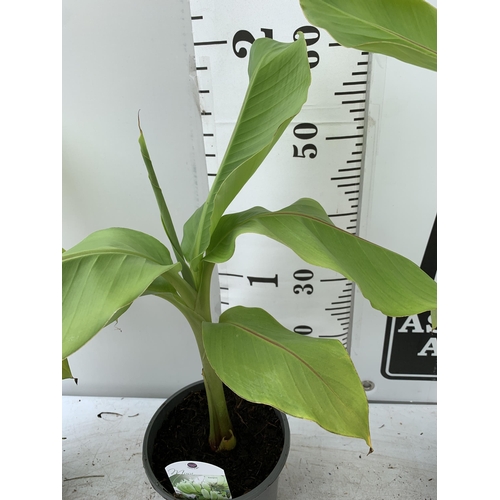 48 - THREE MUSA BASJOO BANANA PLANTS IN 2 LTR POTS 60CM TALL TO BE SOLD FOR THE THREE NO VAT