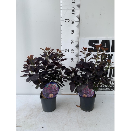 5 - TWO COTINUS COGGYGRIA ROYAL PURPLE SMOKE BUSH IN 3 LTR POTS APPROX 60-70CM IN HEIGHT PLUS VAT TO BE ... 