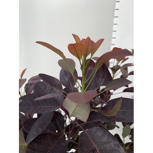 5 - TWO COTINUS COGGYGRIA ROYAL PURPLE SMOKE BUSH IN 3 LTR POTS APPROX 60-70CM IN HEIGHT PLUS VAT TO BE ... 