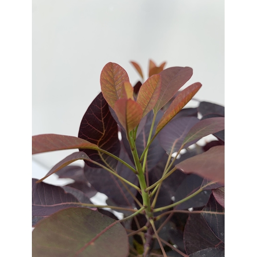 5 - TWO COTINUS COGGYGRIA ROYAL PURPLE SMOKE BUSH IN 3 LTR POTS APPROX 60-70CM IN HEIGHT PLUS VAT TO BE ... 