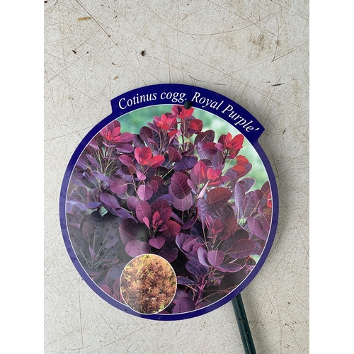 5 - TWO COTINUS COGGYGRIA ROYAL PURPLE SMOKE BUSH IN 3 LTR POTS APPROX 60-70CM IN HEIGHT PLUS VAT TO BE ... 