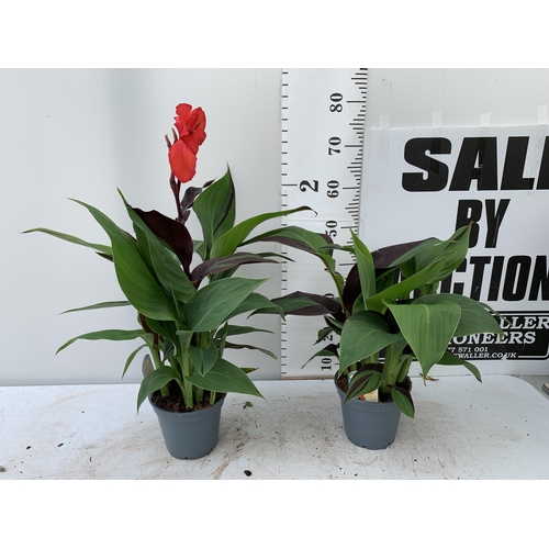 51 - TWO EXCLUSIVE VARIETY LARGE CANNA APPROX 80CM IN HEIGHT IN 2 LTR POTS PLUS VAT TO BE SOLD FOR THE TW... 