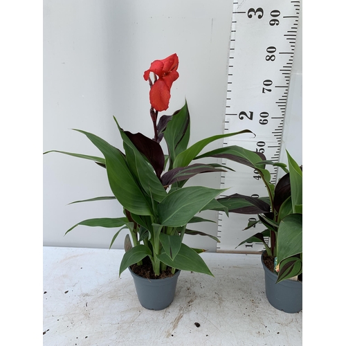 51 - TWO EXCLUSIVE VARIETY LARGE CANNA APPROX 80CM IN HEIGHT IN 2 LTR POTS PLUS VAT TO BE SOLD FOR THE TW... 