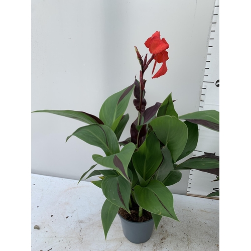 51 - TWO EXCLUSIVE VARIETY LARGE CANNA APPROX 80CM IN HEIGHT IN 2 LTR POTS PLUS VAT TO BE SOLD FOR THE TW... 