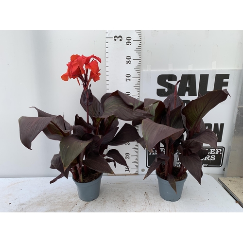 52 - TWO EXCLUSIVE VARIETY LARGE CANNA APPROX 80CM IN HEIGHT IN 2 LTR POTS PLUS VAT TO BE SOLD FOR THE TW... 